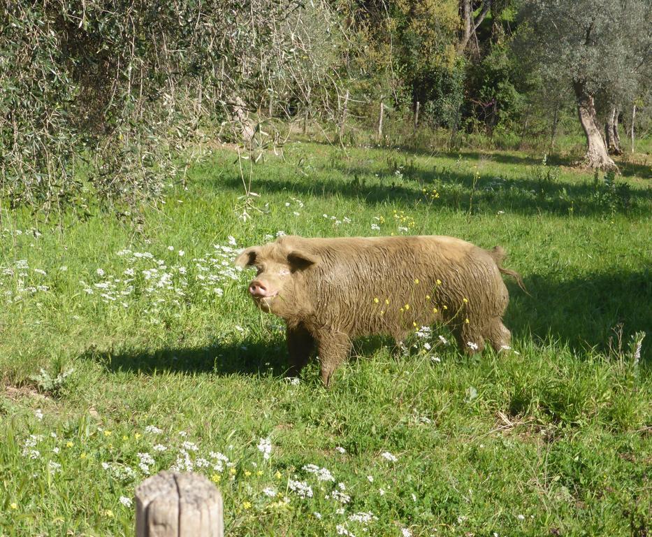 Campospillo Villa Magliano in Toscana Eksteriør bilde